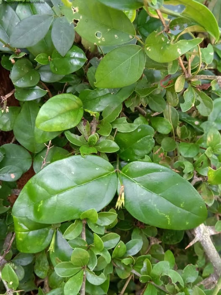 Jasminum coarctatum var. coarctatum Roxb.
